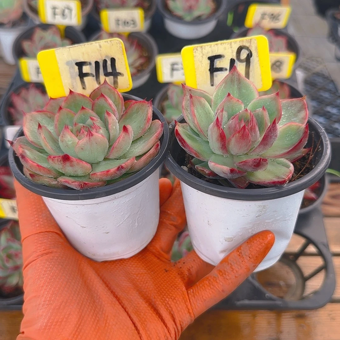 吧***口F19、14 惊鸿仙子多肉植物