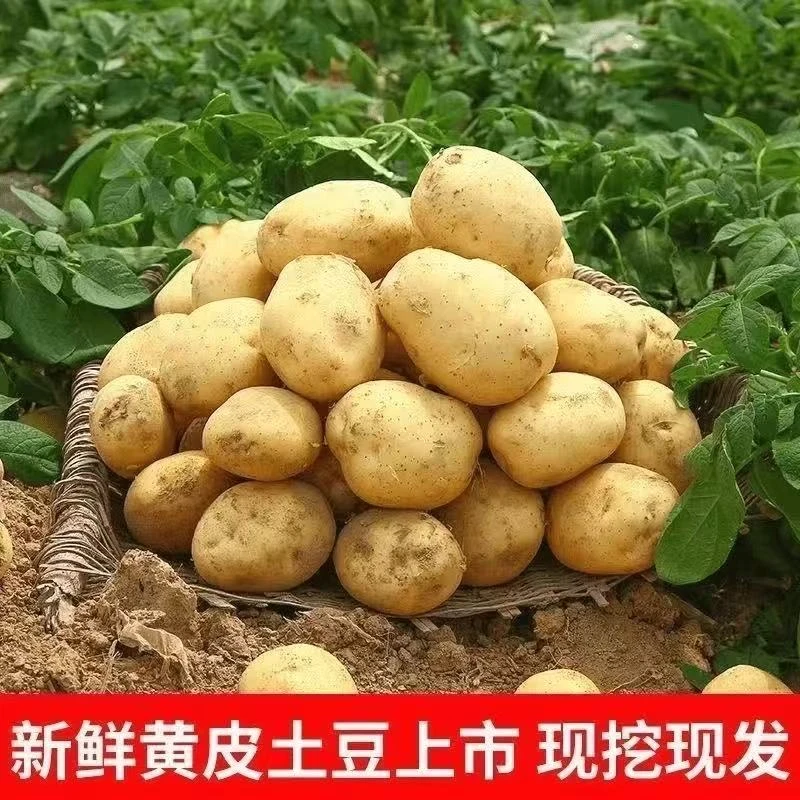 云南黄皮土豆大个软糯新鲜现挖当季马铃薯洋芋