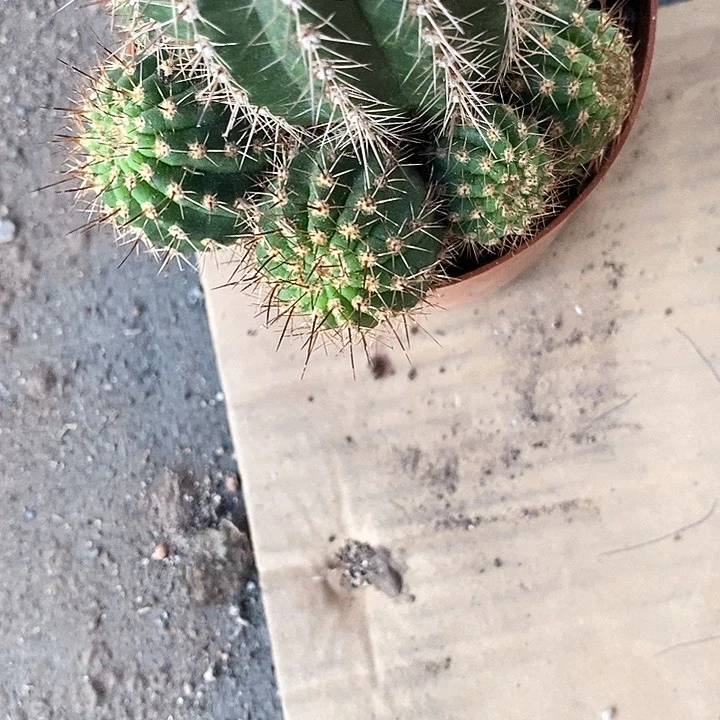 红花毛花柱25678888