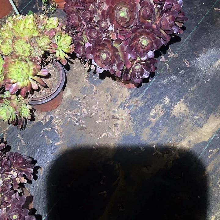 法师链接一物一拍75