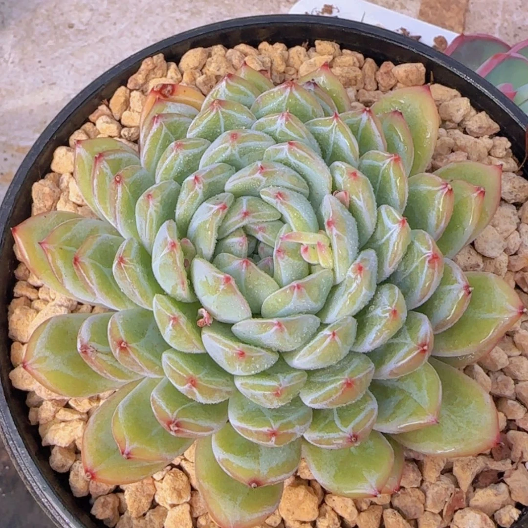 【闪购商品】母本雪花珍妮
