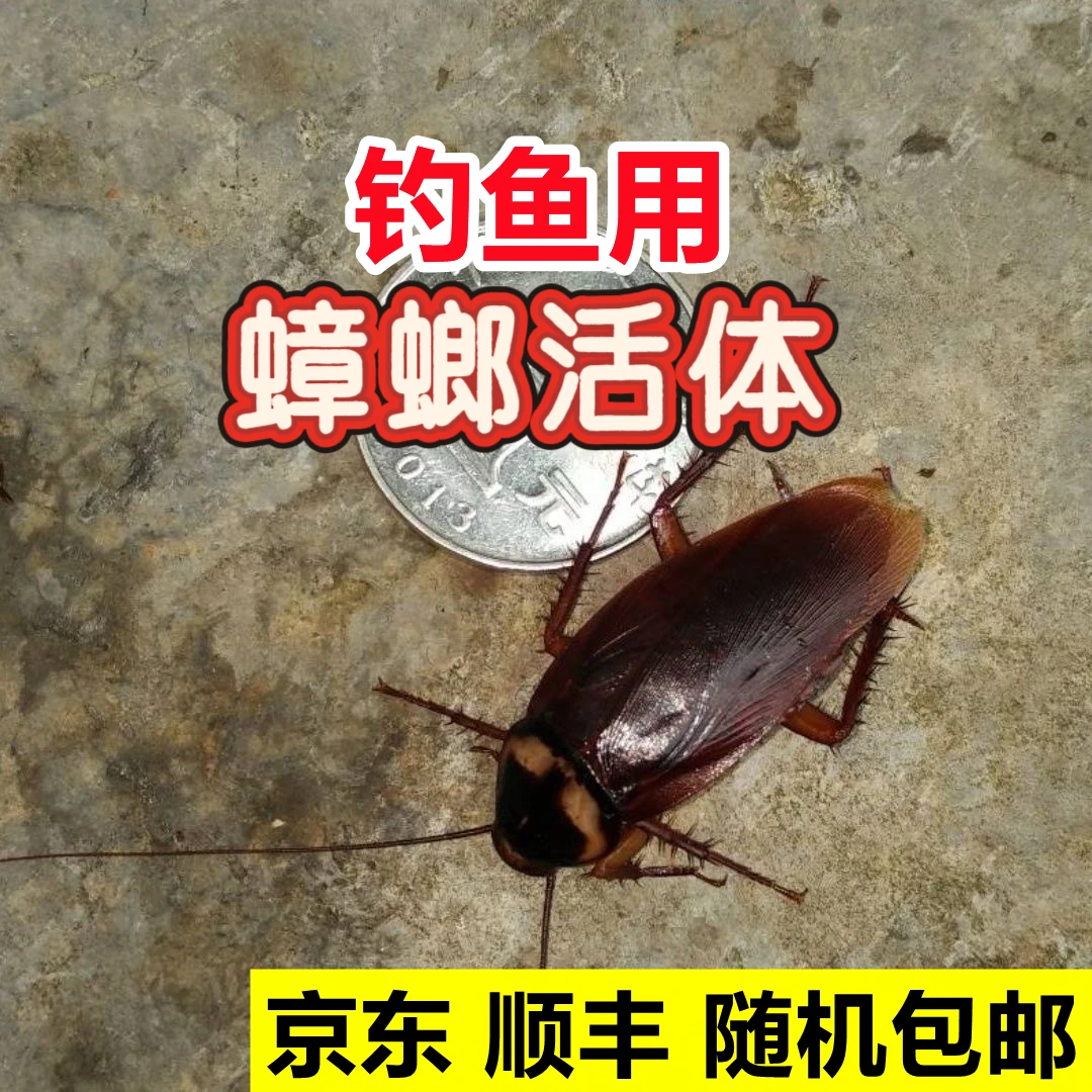 钓鱼用蟑螂活体饵昆虫饵鱼饵料钓江团肥头鲶鱼