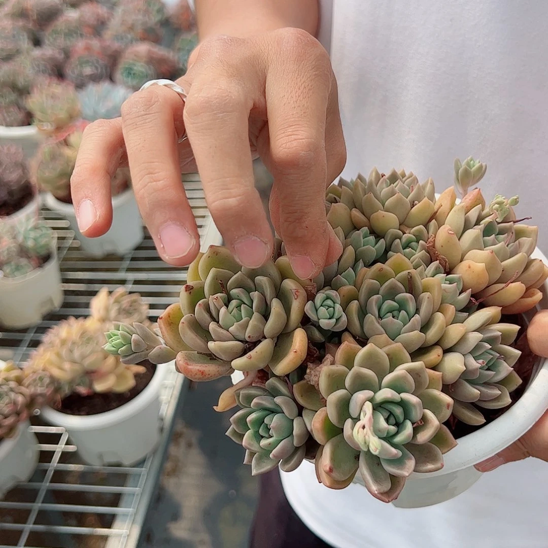 黄金璀璨多头群生整桩整群老桩 两盆