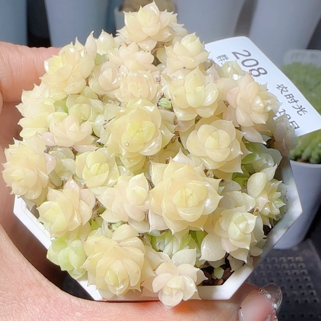 1119-208优选麦杆
