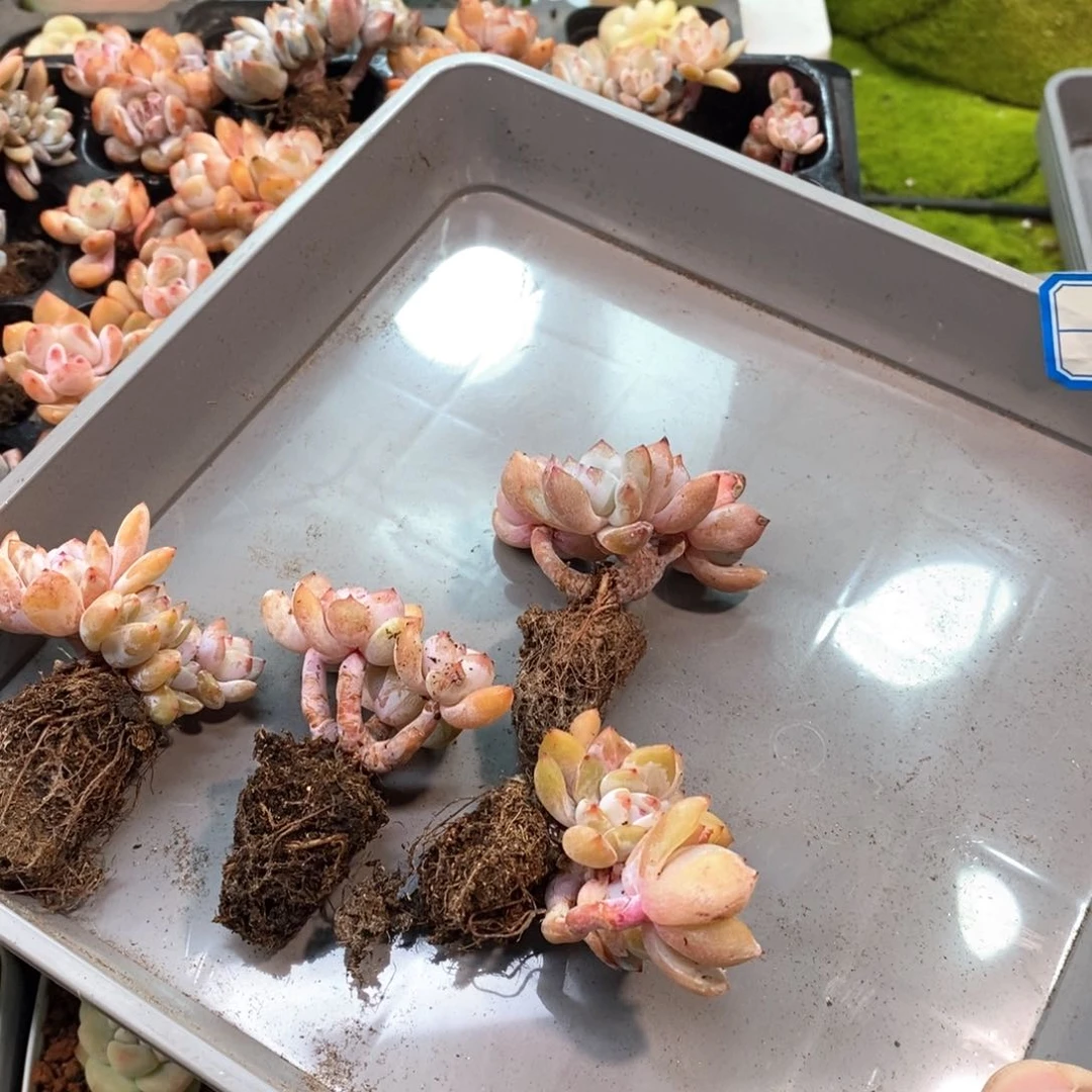 ぺ**?Y四颗星影自选专拍