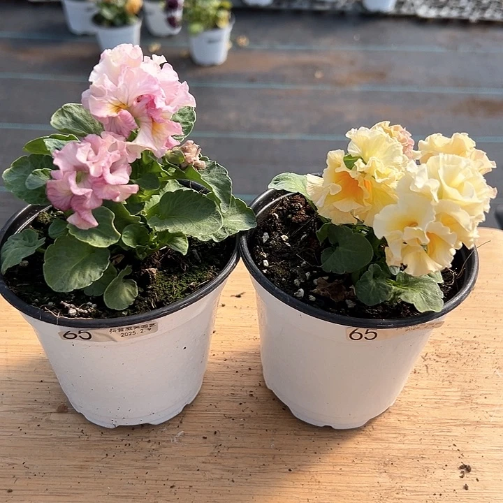 水晶抖音直播闪拍65