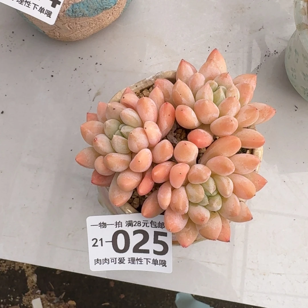 星空美人无盆土发货无盆