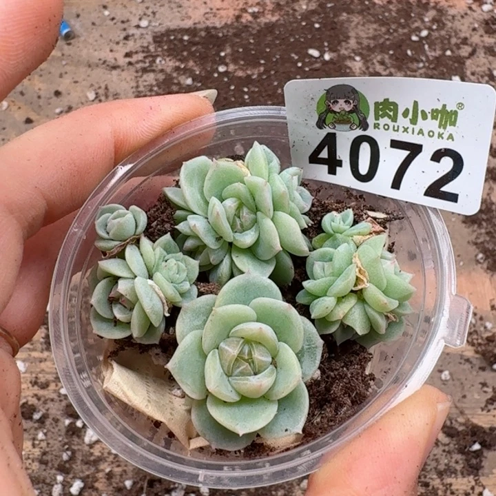 多肉植物多肉植物