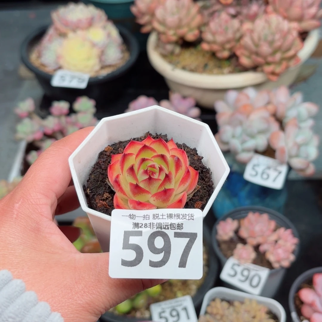 月亮石无盆土发货