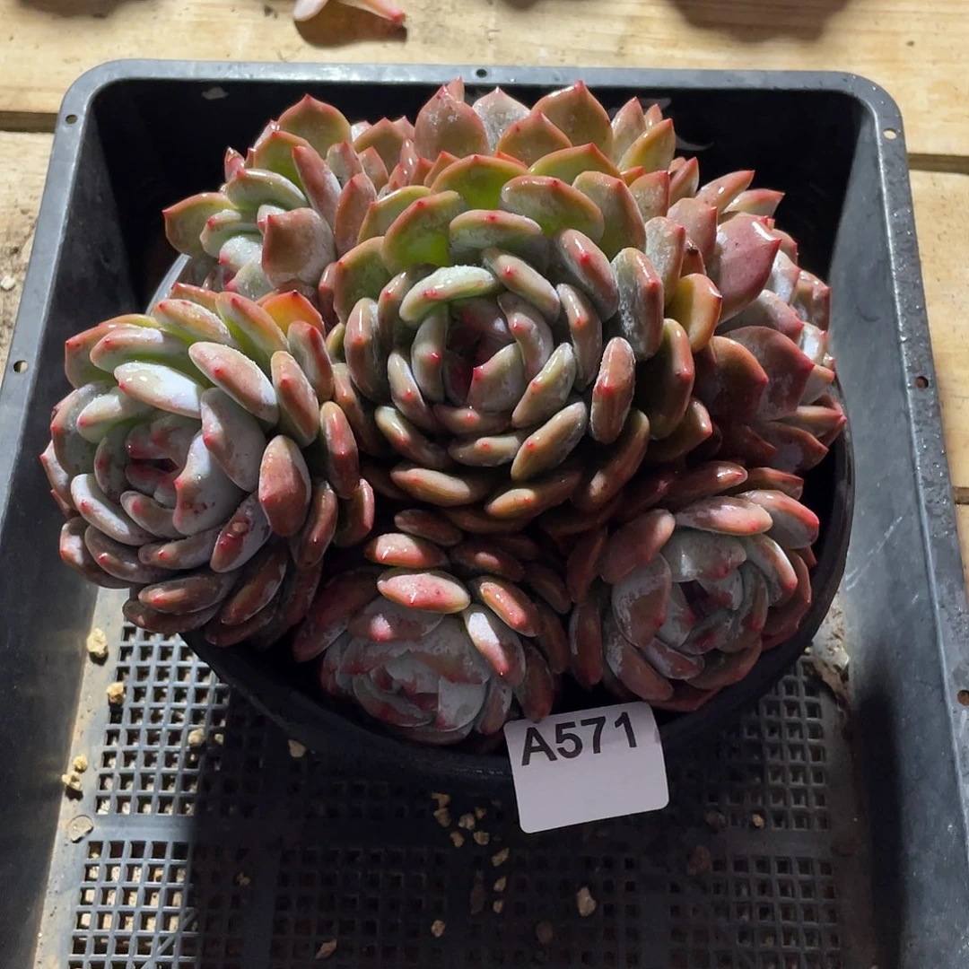 灿***煜571多肉植物多肉植物