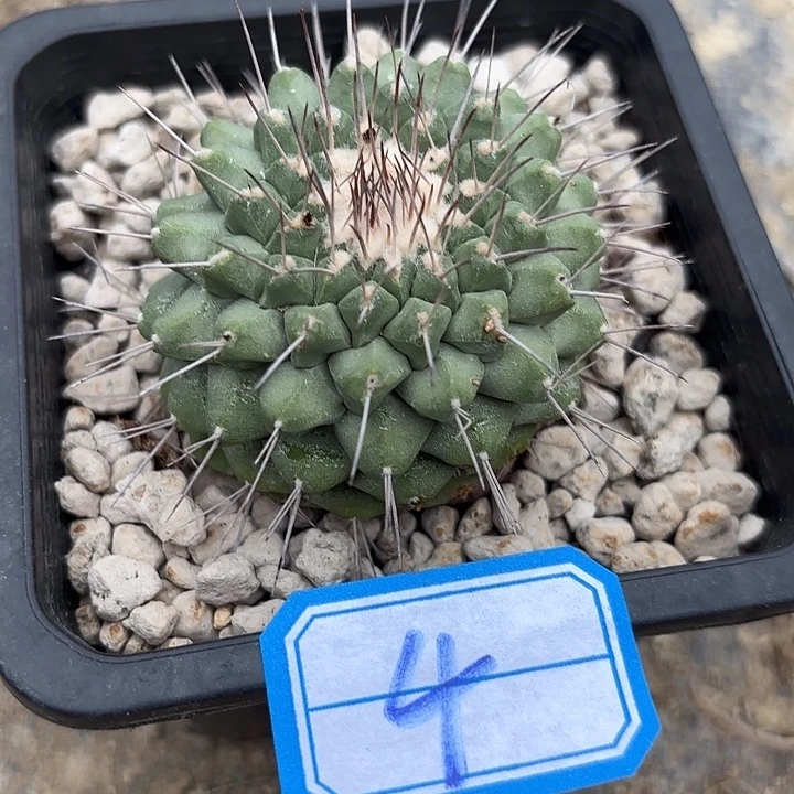 苗接落地强刺黄花菊水04
