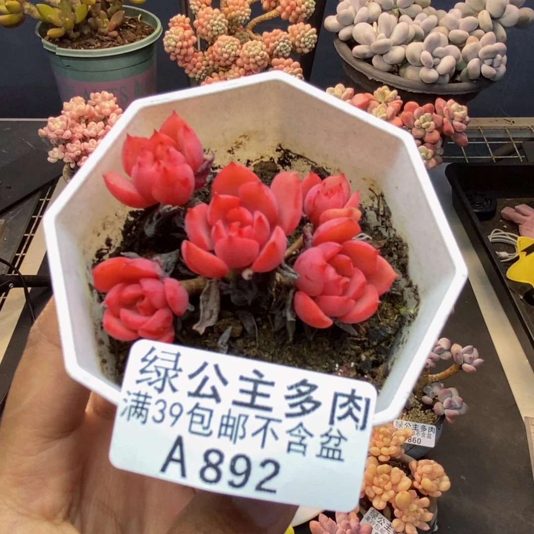 892高贵多肉肉4c m