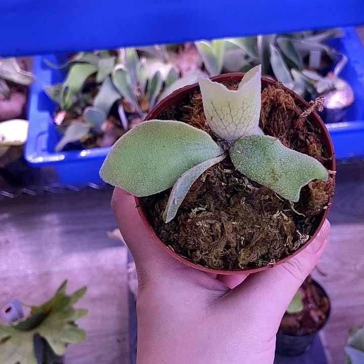 完全开放狮子座xohmygod 混播