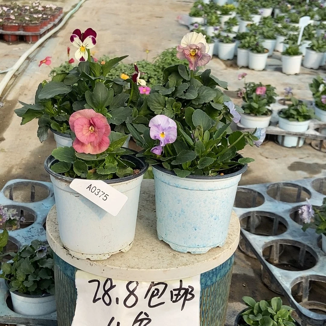 大部分花苞少量开放375