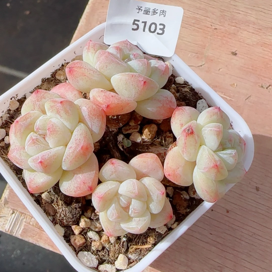 粗桩冰玉无砍，5103多肉植物