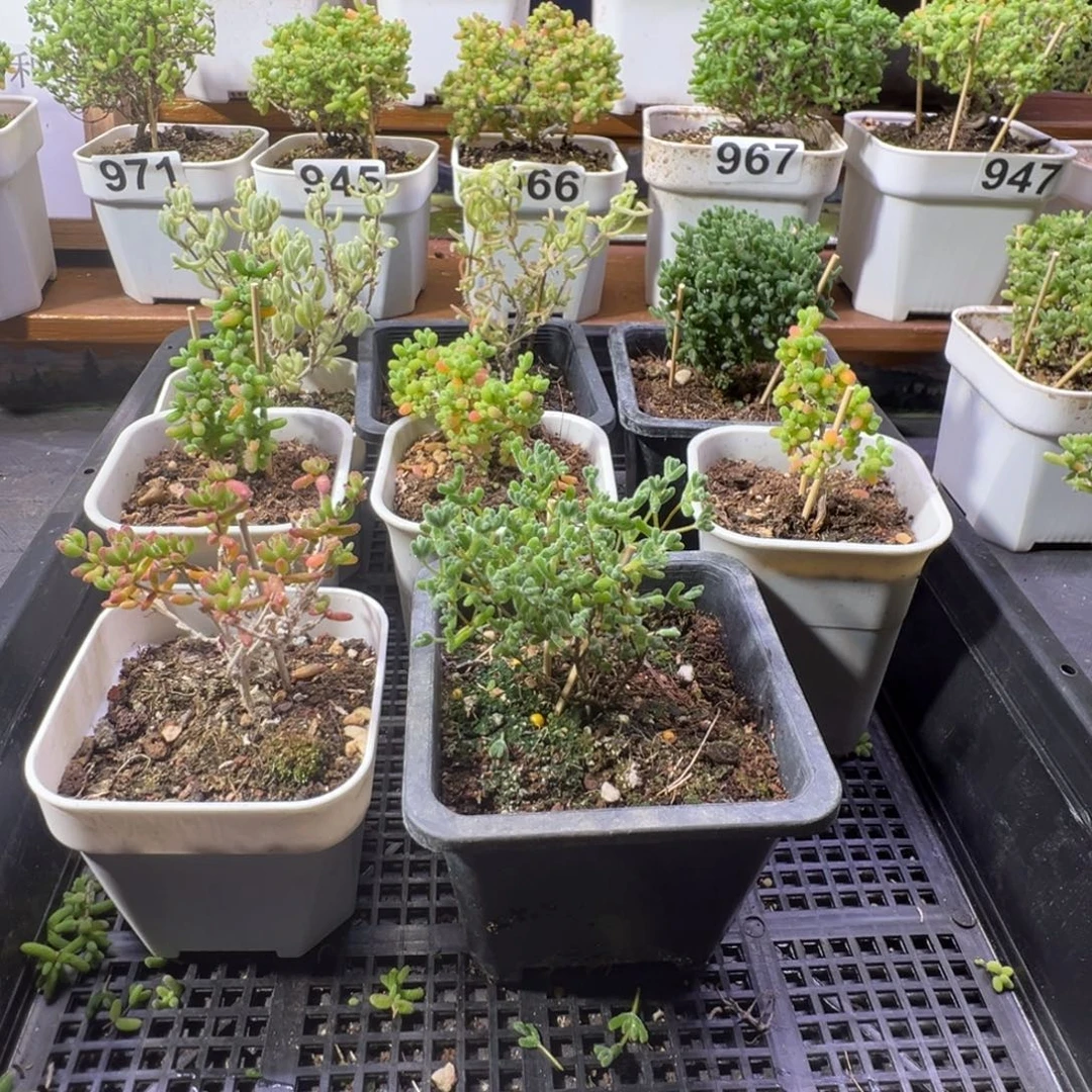 枝干番杏蜜橘糖球975