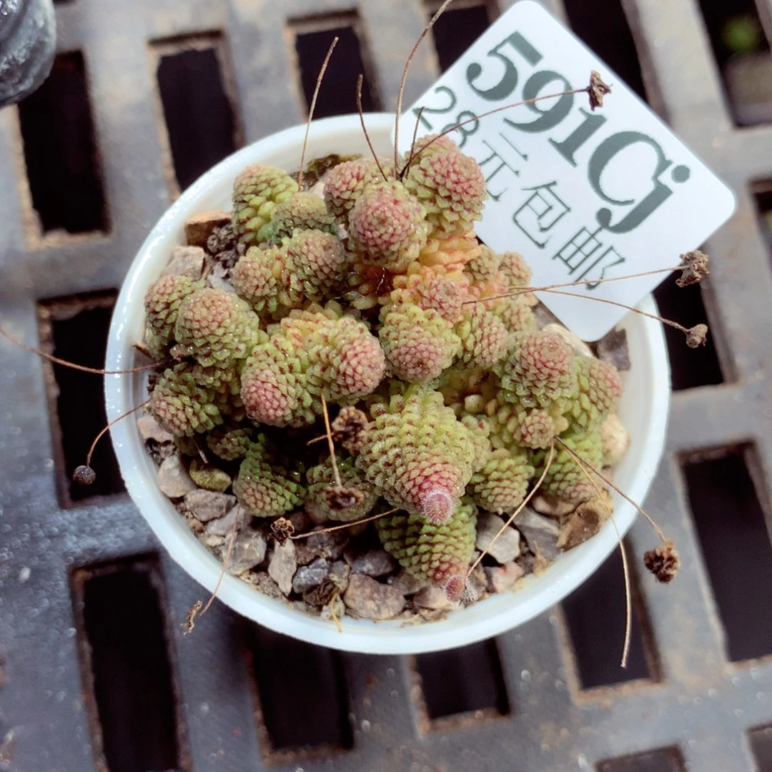 5厘米盆精控多肉591