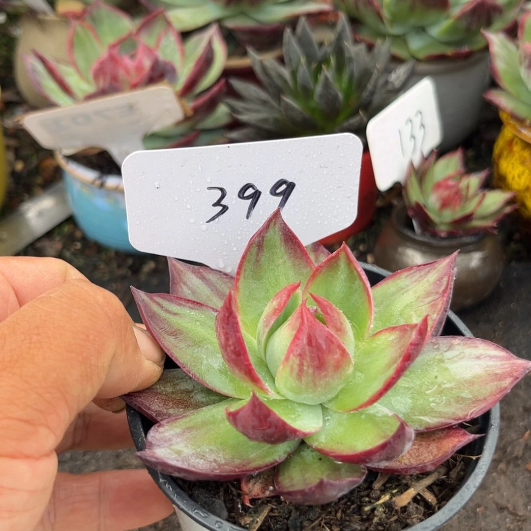 惊鸿仙子多肉植物399