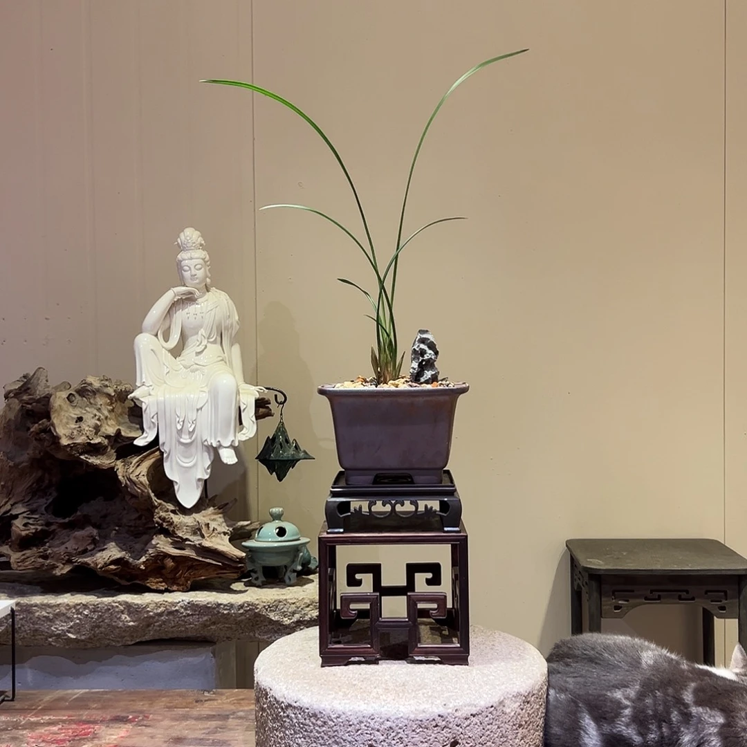 大部分花苞少量开放黄荷