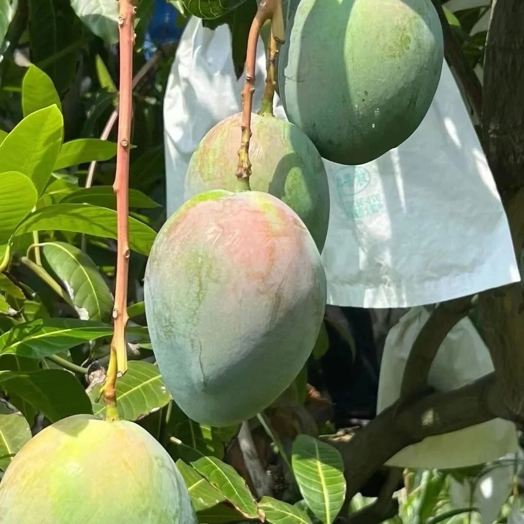 四川攀枝花凯特芒果当季现摘水果软糯香甜放软食用