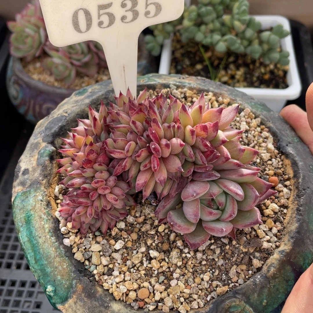 0535红拉糖不带盆7厘米