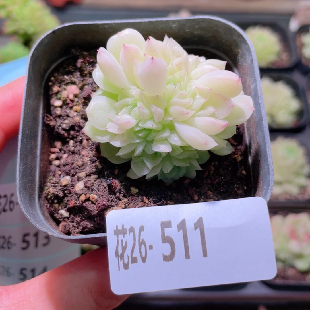 花利美26-511麦秆