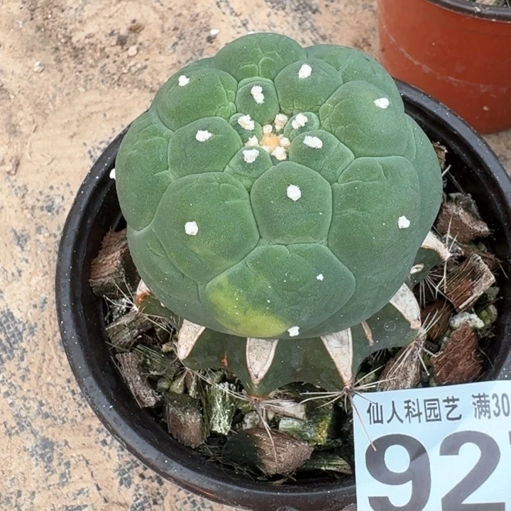 927大皱油仙带点锦仙人球