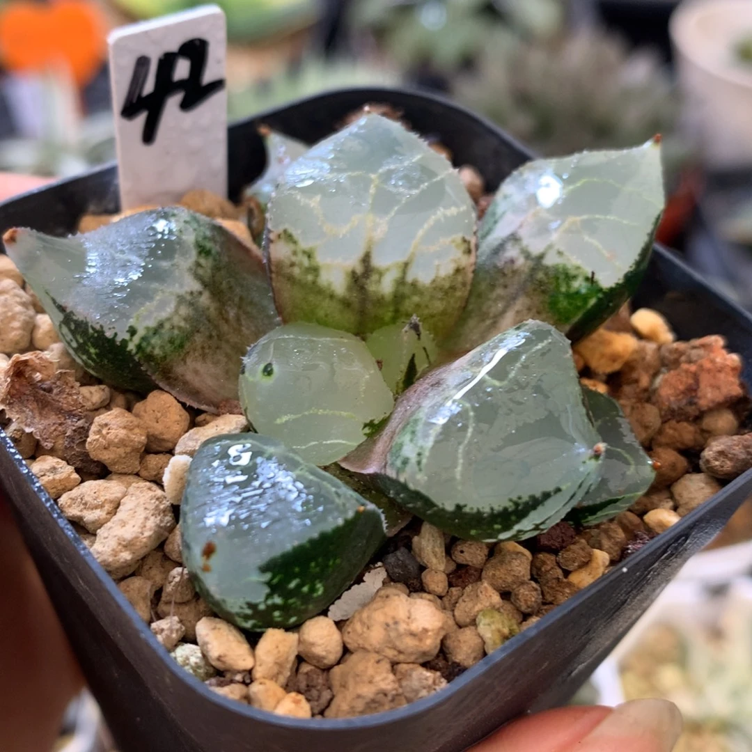 全窗冰皇，带盆一起
