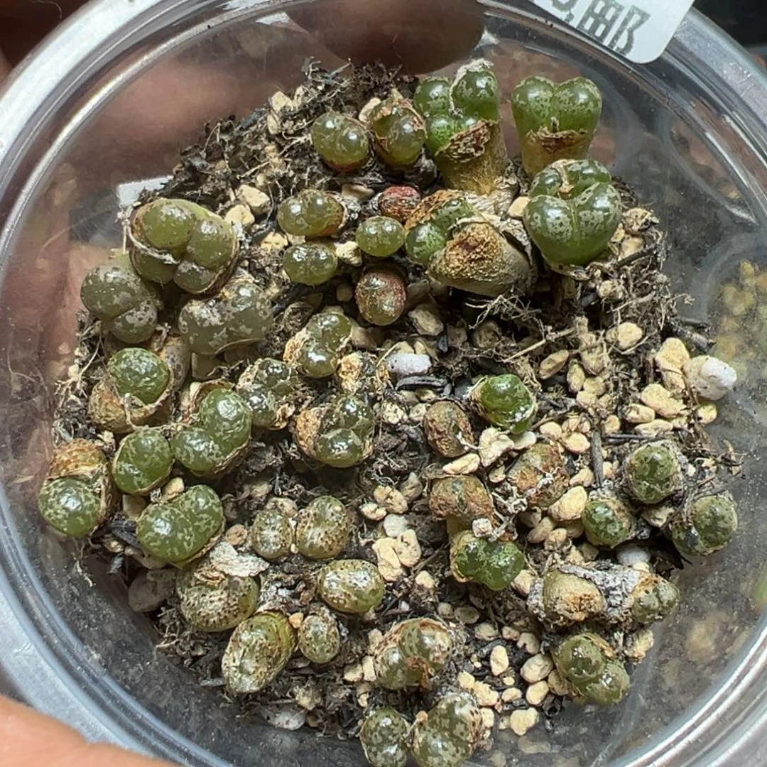 【闪购商品】 965。