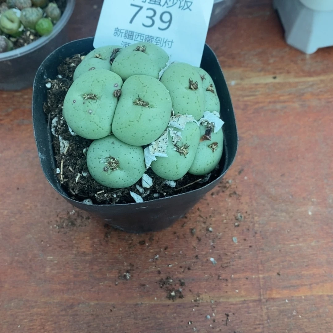 多肉蛋炒饭感谢您相伴739