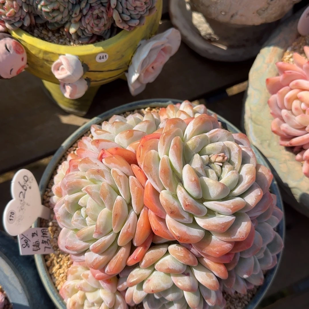 叶植庭多肉：冰玉