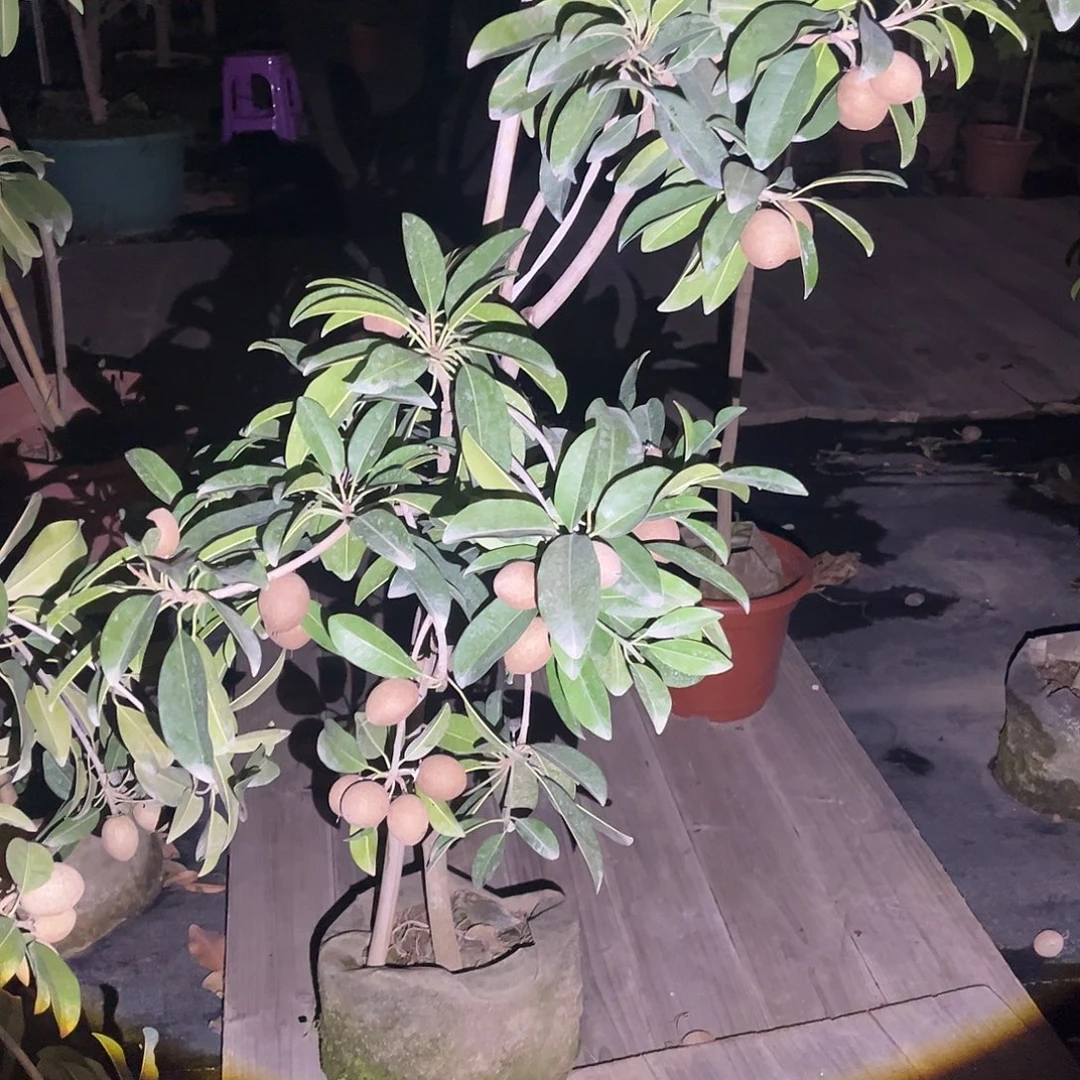 无花朵222你要好好照顾