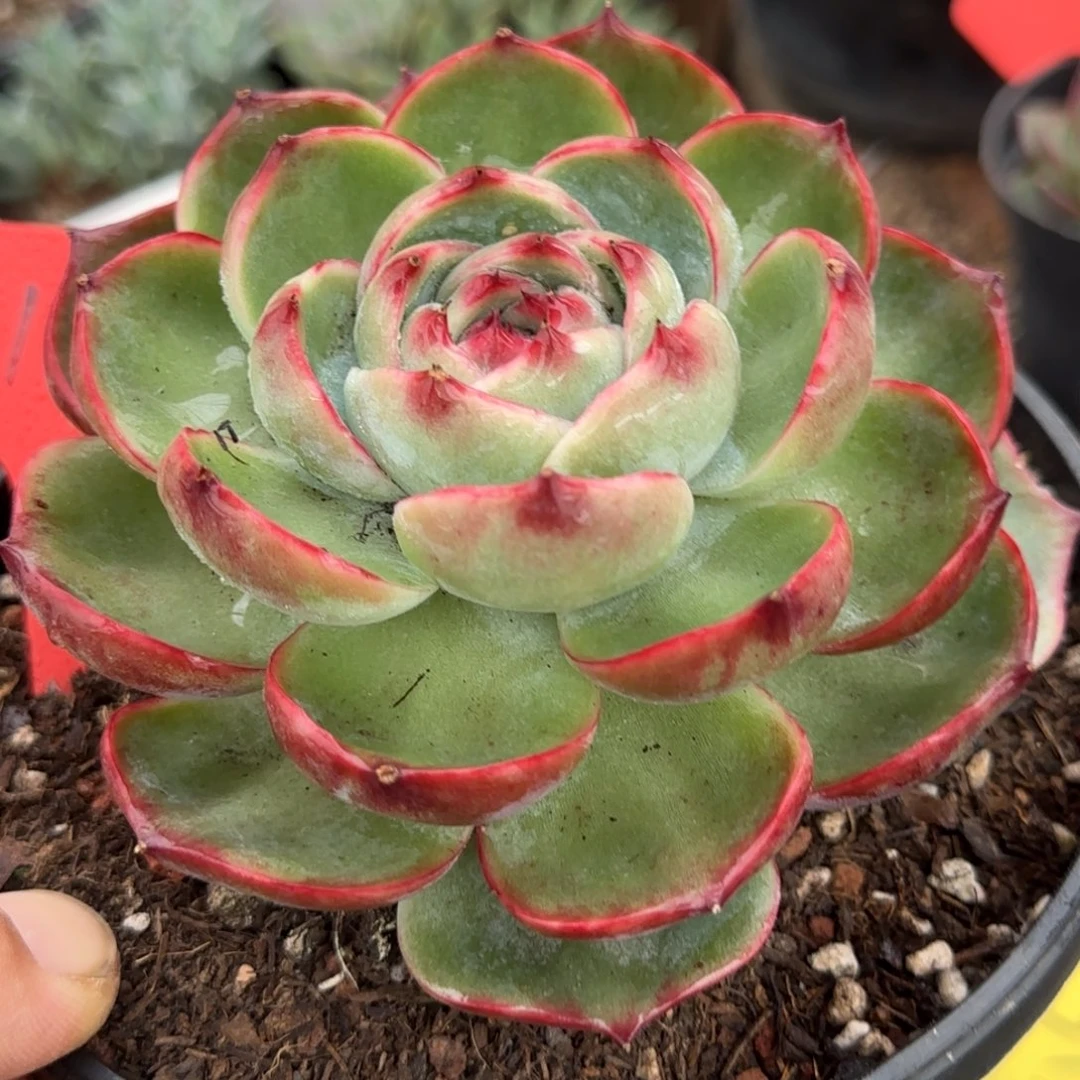 玫瑰惊鸿一物一拍包装收缩花旱149