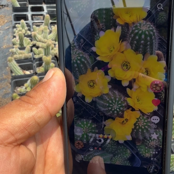 白檀仙人掌757带跟