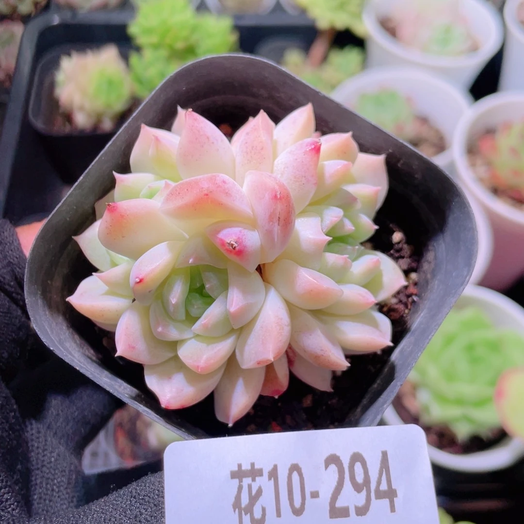 董***n花利美10-294新品