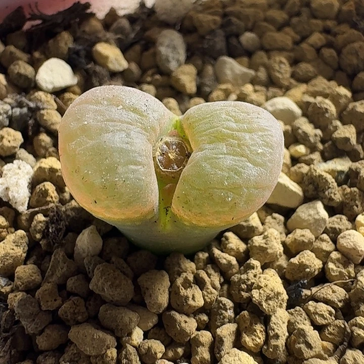 179.......多肉........