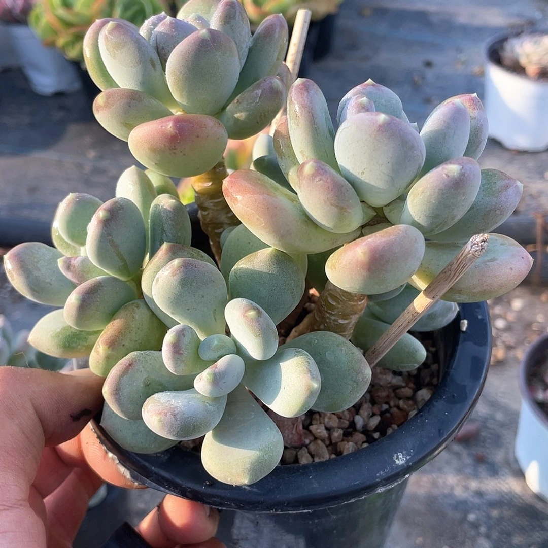 柚***肉咖啡美人带盆发货