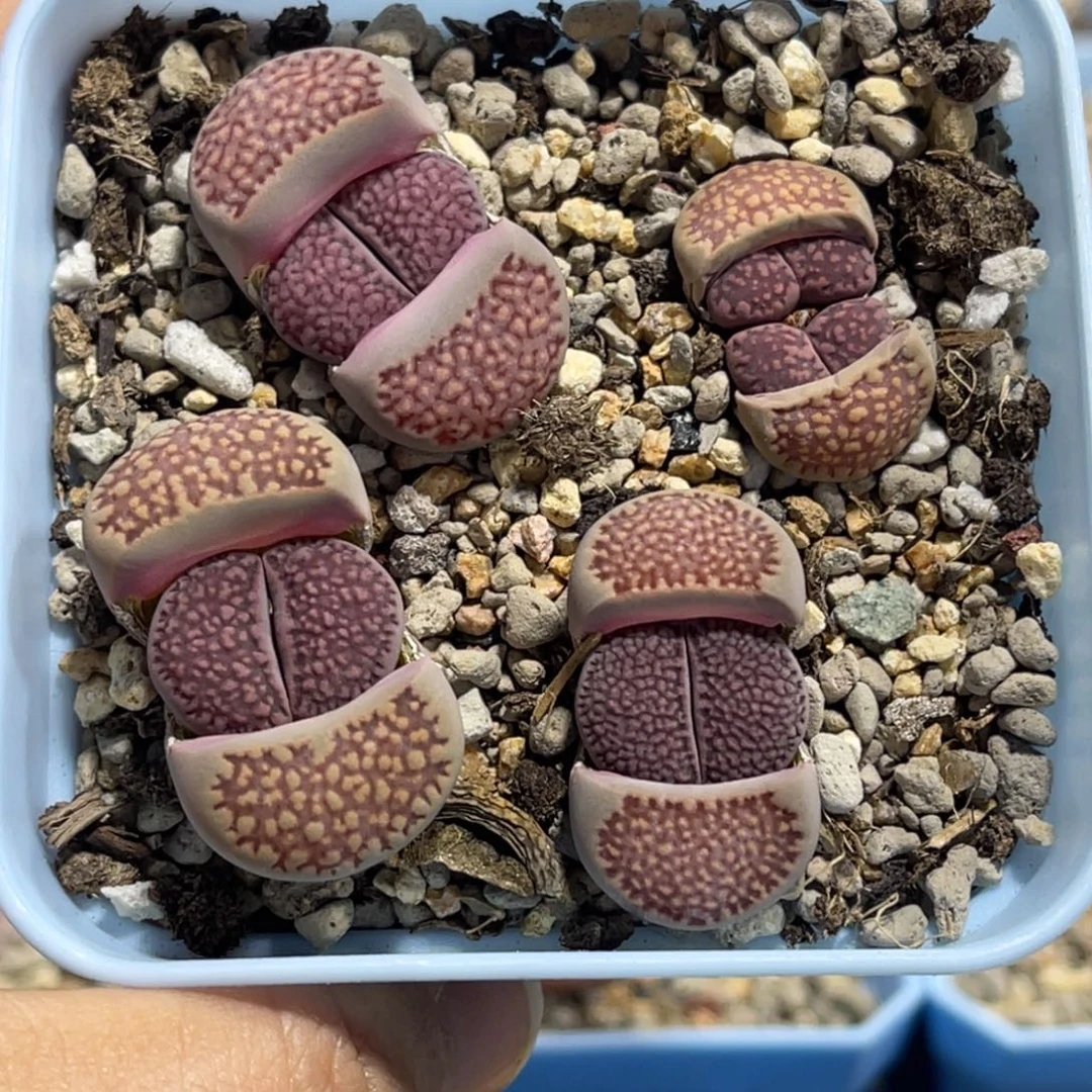 7694紫巴里4颗尺寸2.0