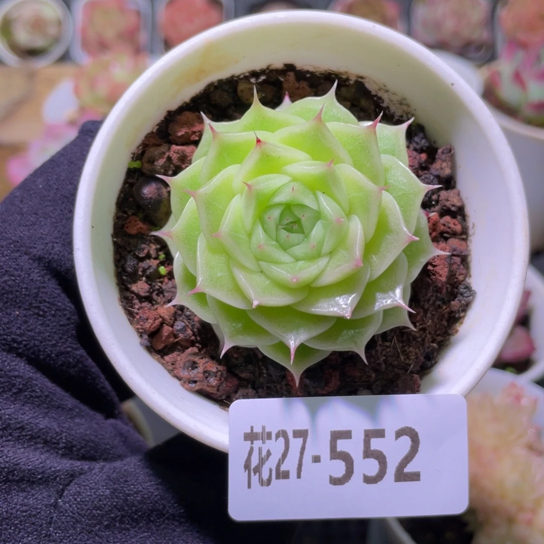 花利美27-552麦秆