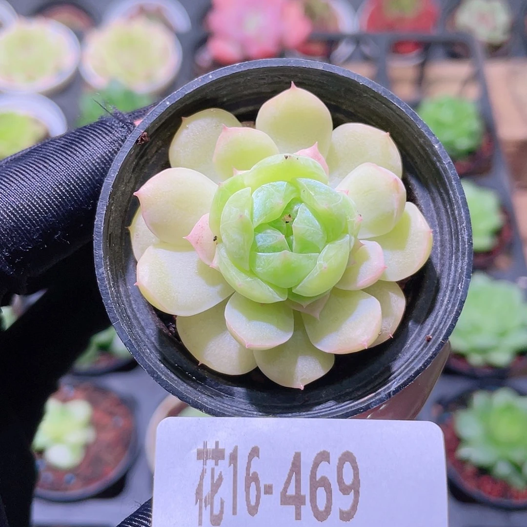 花利美16-469瑶台心