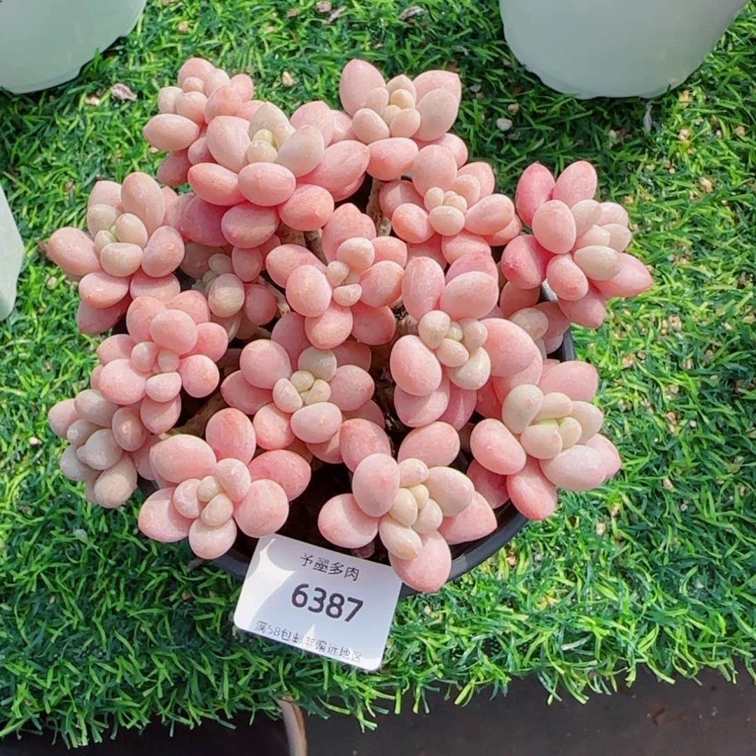 鱼子酱无砍，6387多肉