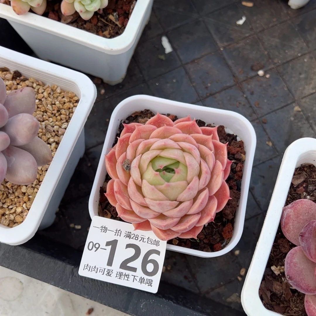 昂斯诺多肉多肉多肉多肉