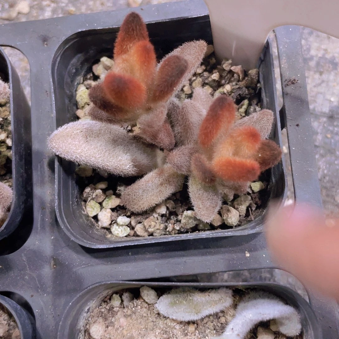 小****3孙悟空e024一物一拍