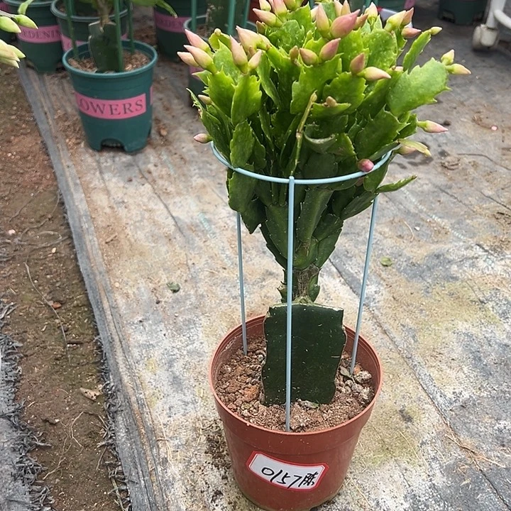 2099蟹爪兰尾号0157