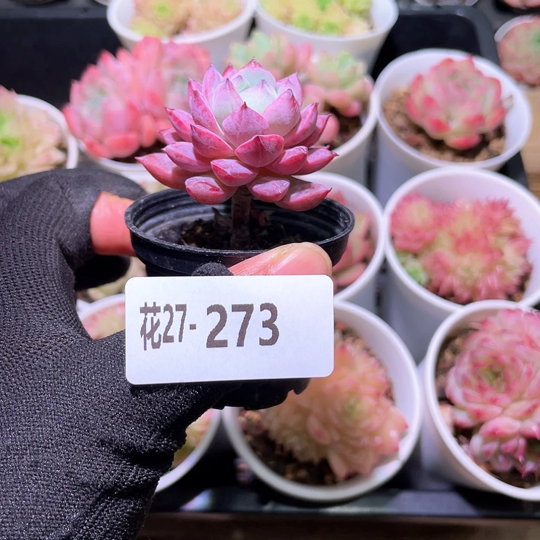 ?****?花利美27-273豆蔻