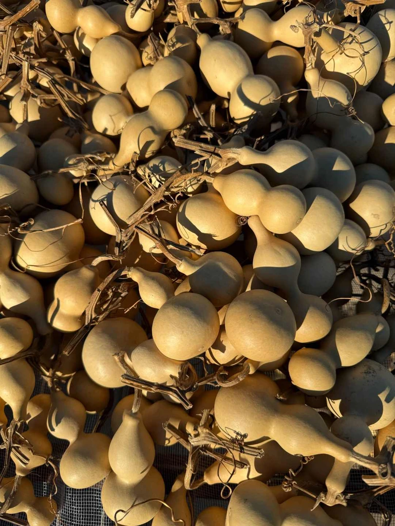 大把抓装袋葫芦天津嘴小八宝各种葫芦不退换无瑕疵认为值买