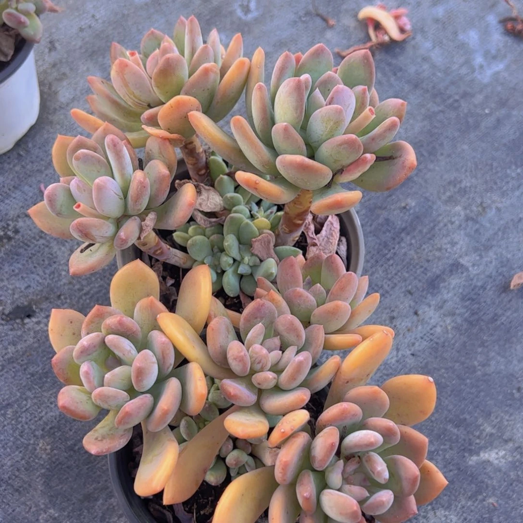 灰姑娘三头起发两盆，120杯