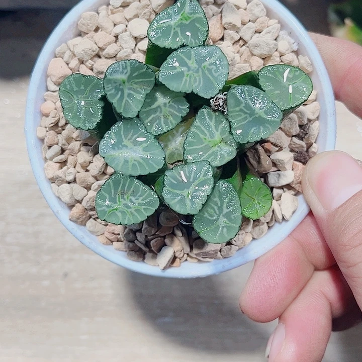 火烧云万象精品十二卷