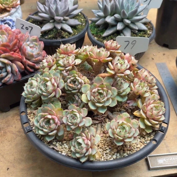 多肉植物，笨吧蒂斯79号