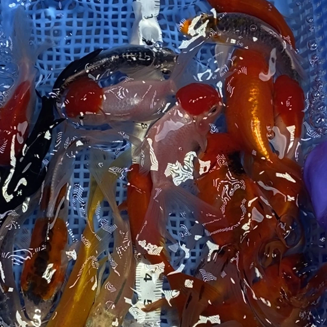 锦鲤冷水锦鲤包邮